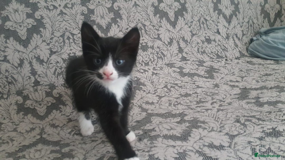 Mixed Breed cats for sale: Adorable kittens looking for caring homes  - Image 4