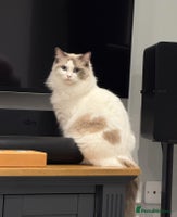 Ragdoll cats Handsome GCCF Registered Ragdoll Boys 😻 - Advert 13