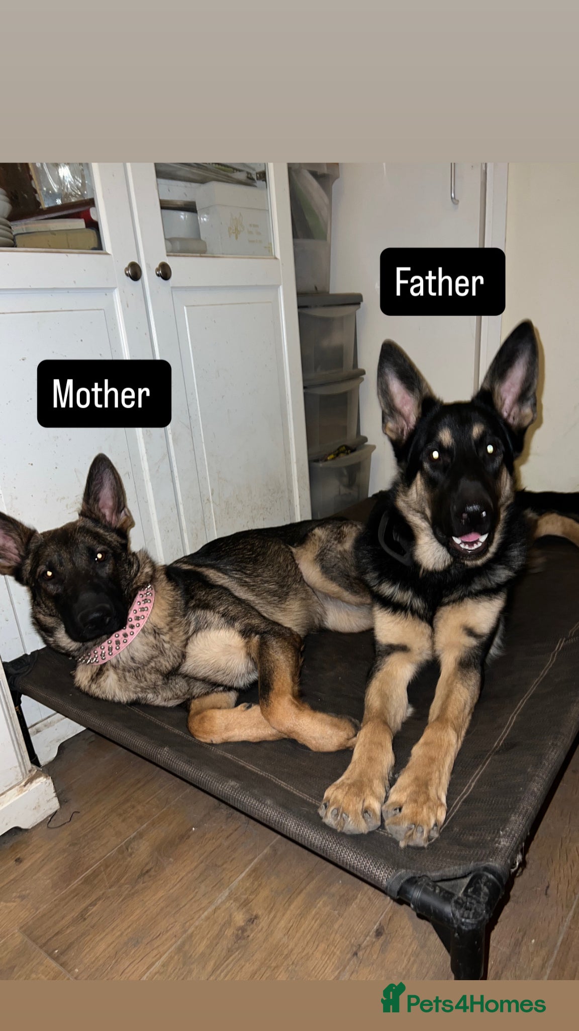 German Shepherd dogs Please read description ! Rehoming needed ASAP!£0 - Advert 11