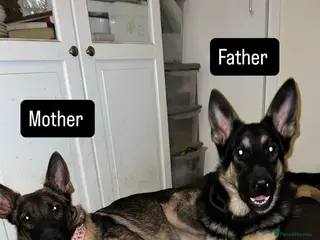 German Shepherd dogs Please read description ! Rehoming needed ASAP!£0 - Advert 11