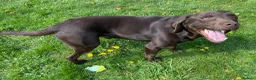 Labrador Retriever dogs for sale: 3 year old chocolate Labrador dog - Advert 4