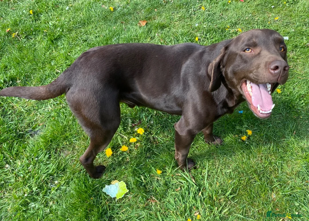 Labrador Retriever dogs for sale: 3 year old chocolate Labrador dog - Advert 4