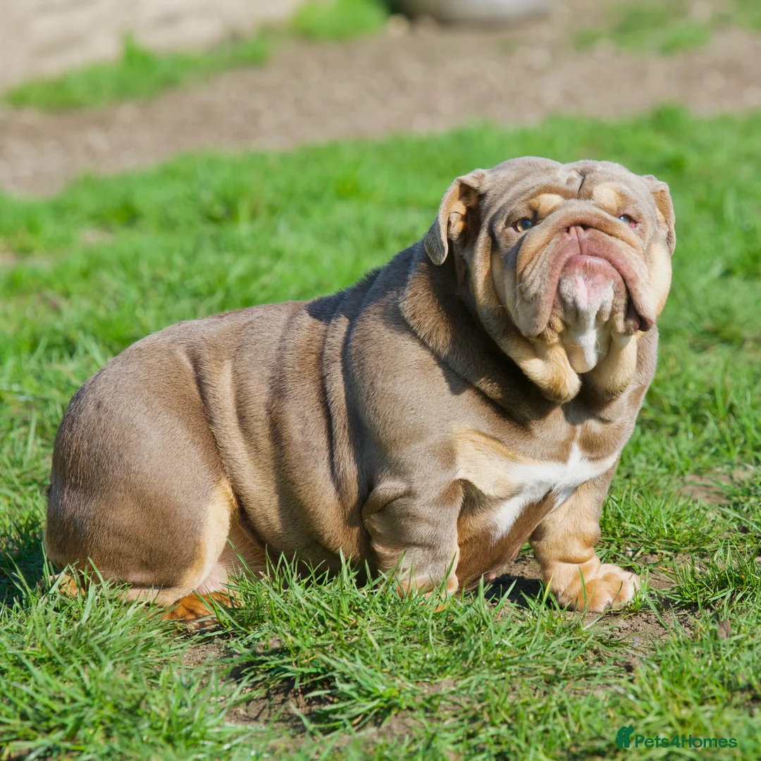 English Bulldog dogs for sale: EPIC BULLYZ BULLDOGS in Halesowen - Advert 11