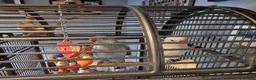 Ringnecks birds for sale: 2 indian Ringneck parakeets in Deal - Advert 2