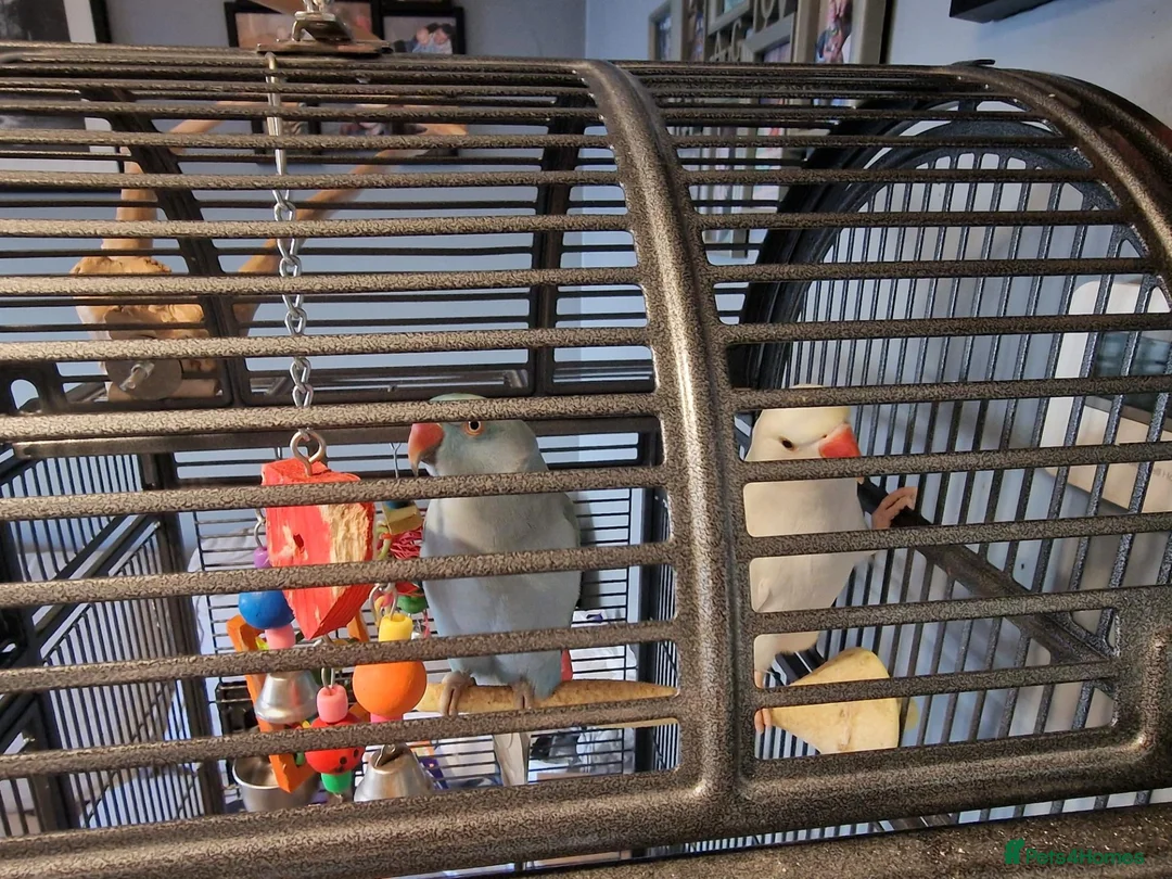 Ringnecks birds for sale: 2 indian Ringneck parakeets in Deal - Advert 2