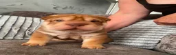 Shar Pei dogs for sale: 7 WEEKS Beautiful KC Registered Shar Pei Puppies - Advert 13
