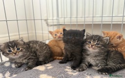 Ragdoll cats for sale: 4 ragdoll x tabby kittens left - Image 3
