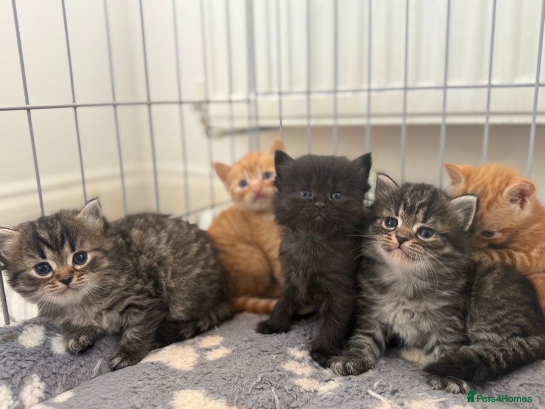 Ragdoll cats for sale: 4 ragdoll x tabby kittens left - Image 3
