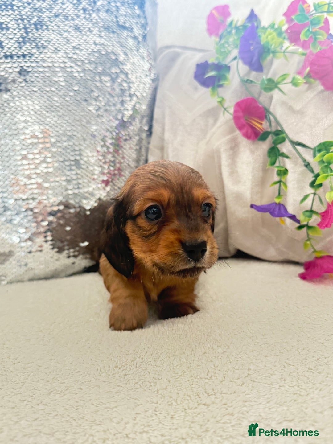 Miniature Dachshund dogs for sale: Miniature dachshunds - Image 10