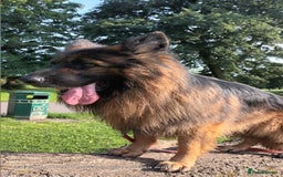 German Shepherd dogs for stud: Best blood stud - Image 7