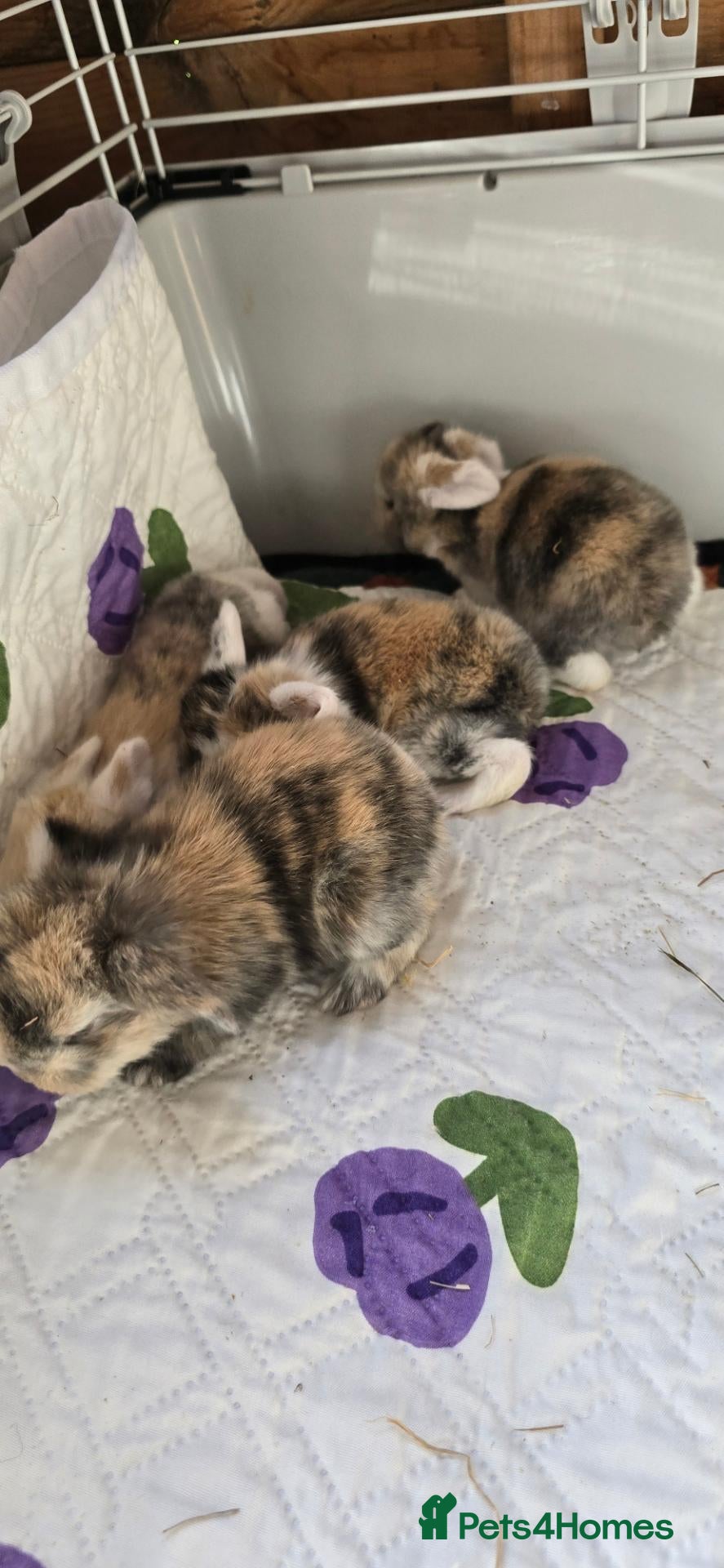 Mini Lop rabbits Baby rabbits, only 1 left - Advert 1