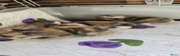 Mini Lop rabbits for sale: Baby rabbits - Advert 8
