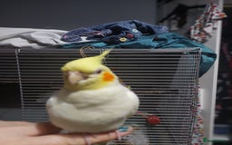 Cockatiels birds for sale: Incredibly sweet female cockatiel  - Advert 5