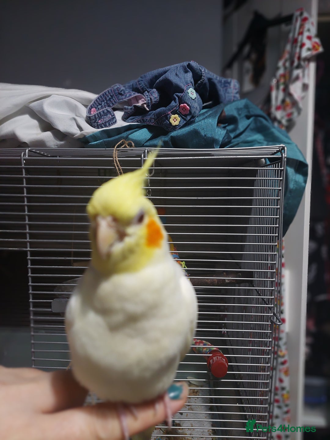 Cockatiels birds for sale: Incredibly sweet female cockatiel  - Advert 5