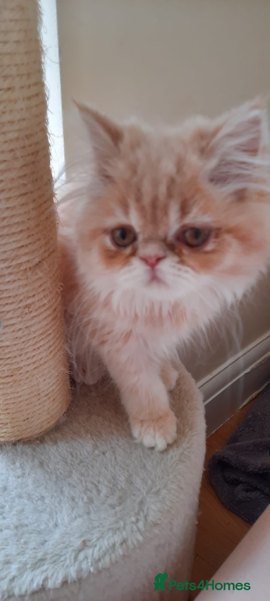 Persian cats 6 Beautiful Persian Chinchilla Kittens  - Advert 1