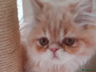Persian cats 6 Beautiful Persian Chinchilla Kittens - Advert 1