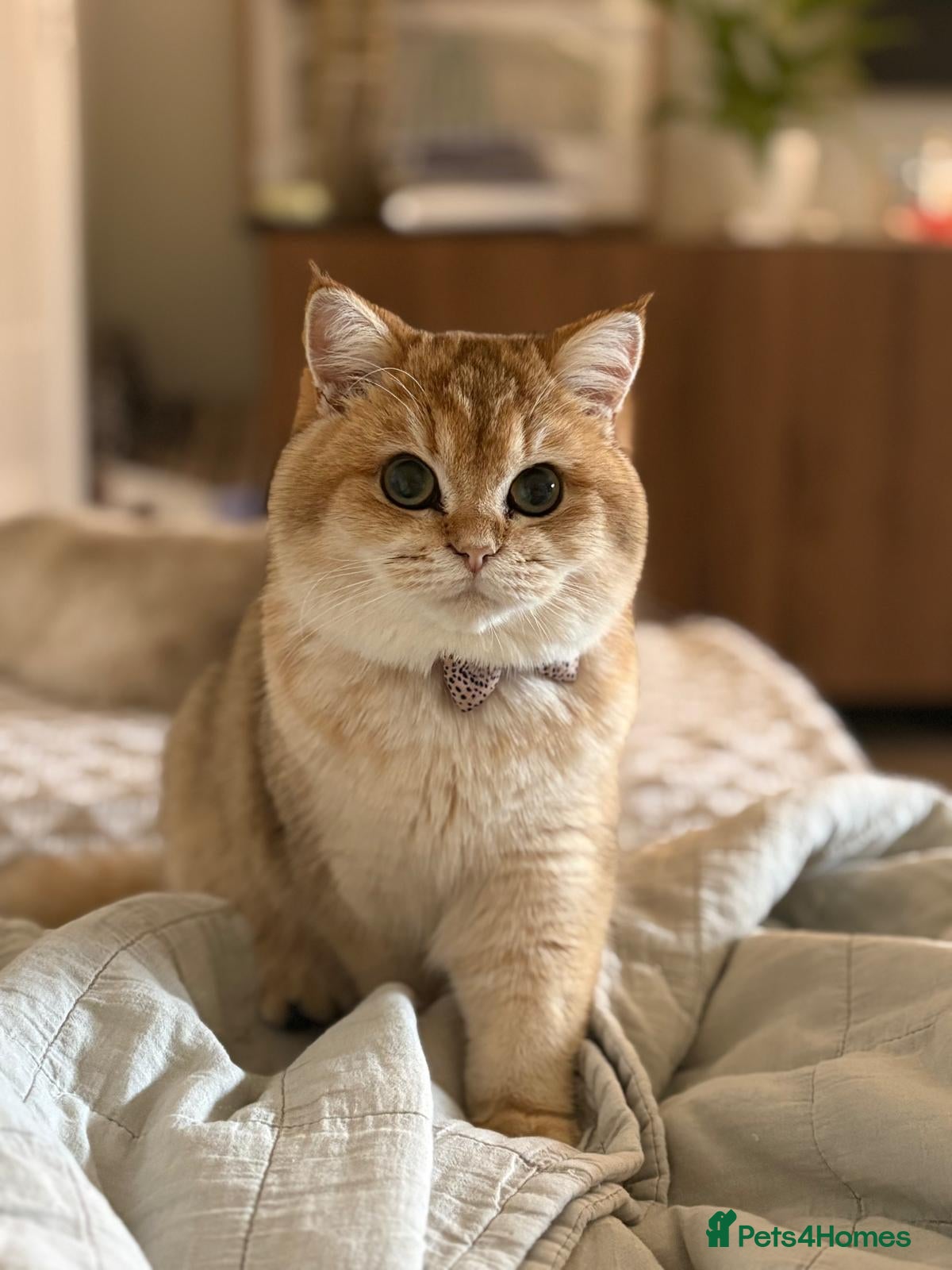 British Shorthair cats Chunky beautiful British short hair kittens  - Advert 1