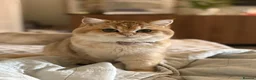 British Shorthair cats for sale: Chunky beautiful British short hair kittens  - Advert 1