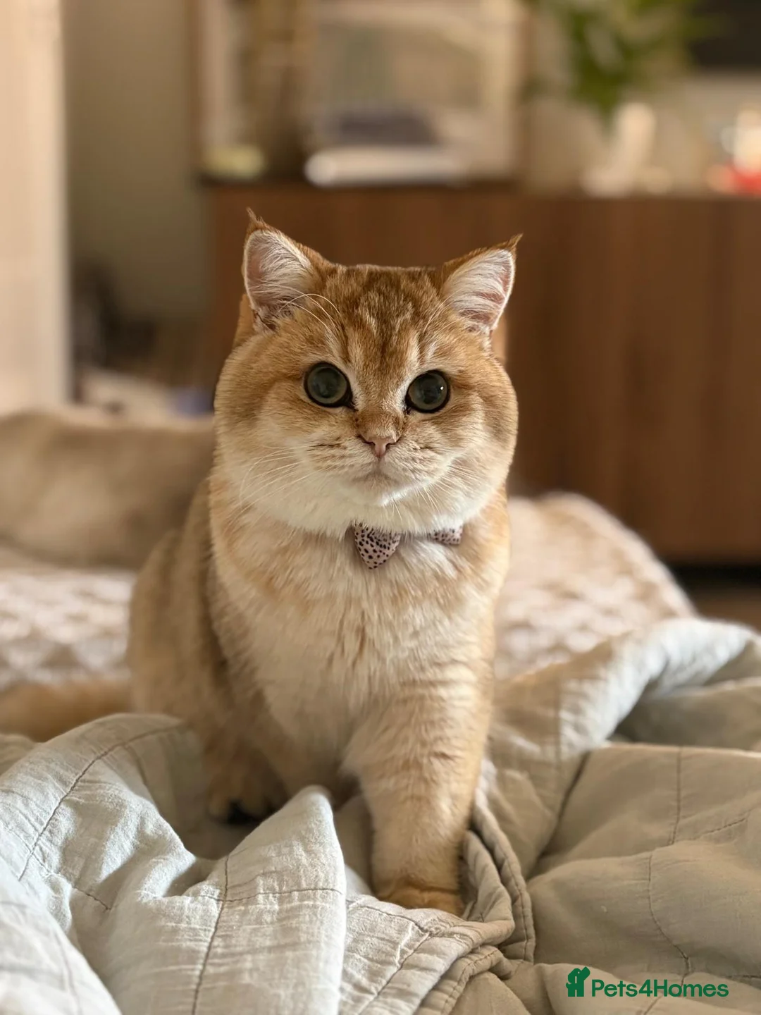 British Shorthair cats for sale: Chunky beautiful British short hair kittens  - Advert 1