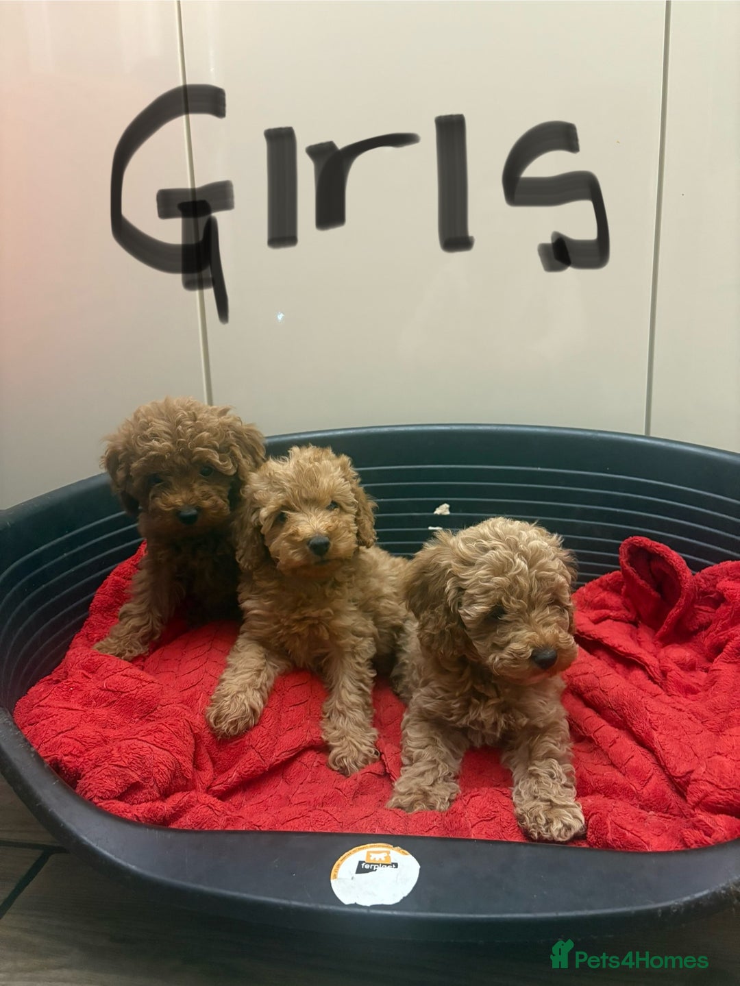 Miniature Poodle dogs for sale: Miniature poodle puppies  - Advert 3