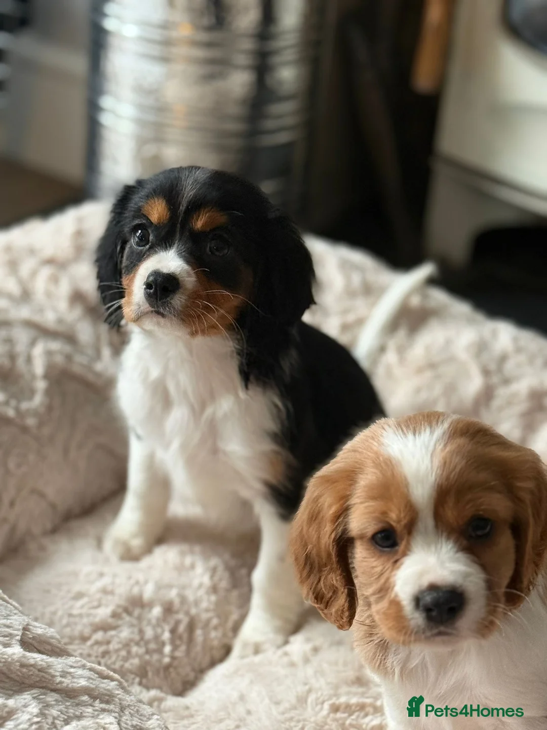 Cavalier King Charles Spaniel dogs for sale: Cavalier King Charles  - Advert 3
