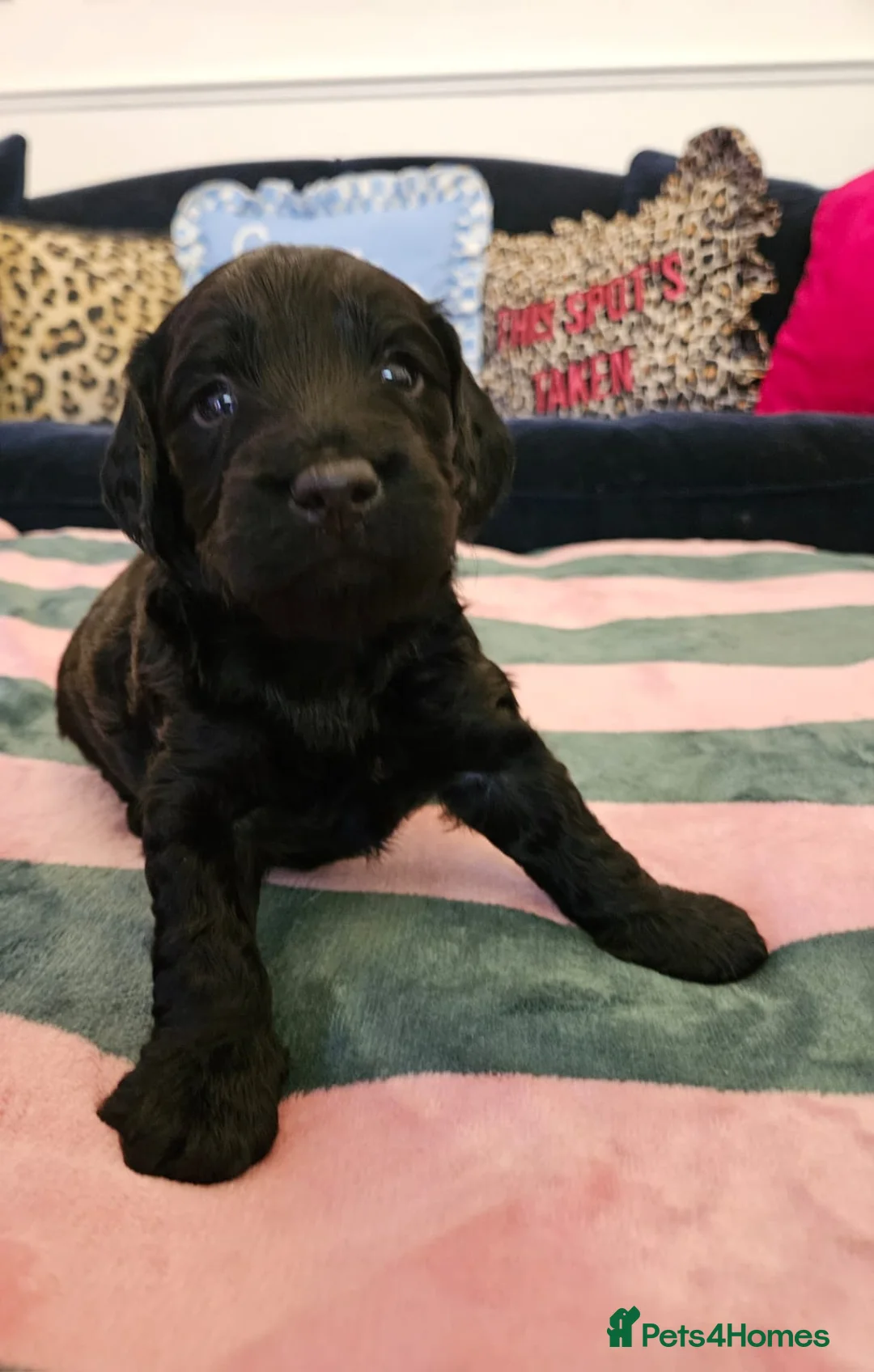 Sproodle dogs for sale: Sproodle puppies  - Advert 13