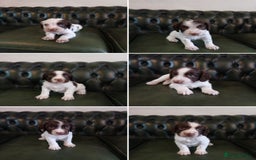 English Springer Spaniel dogs for sale: Kc Reg English Springer spaniel boys in Dorchester - Image 2