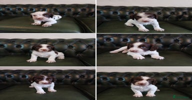 English Springer Spaniel dogs in Dorchester - Advert 1
