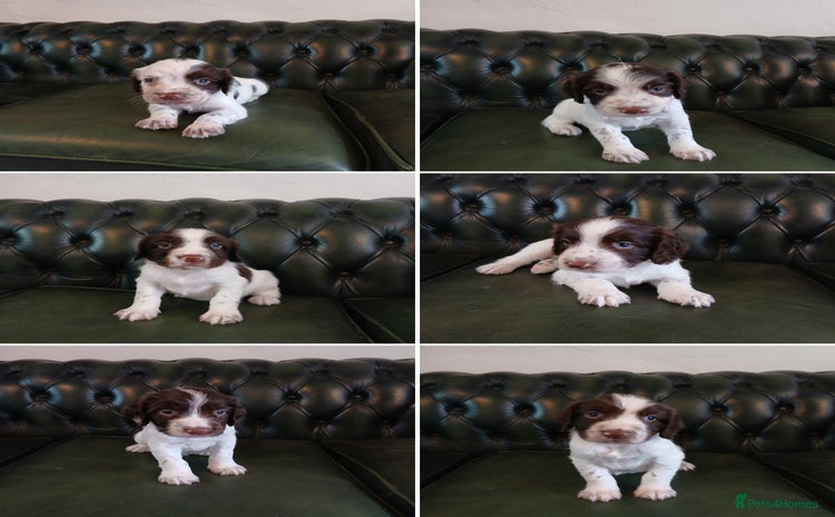 English Springer Spaniel dogs in Dorchester - Advert 5