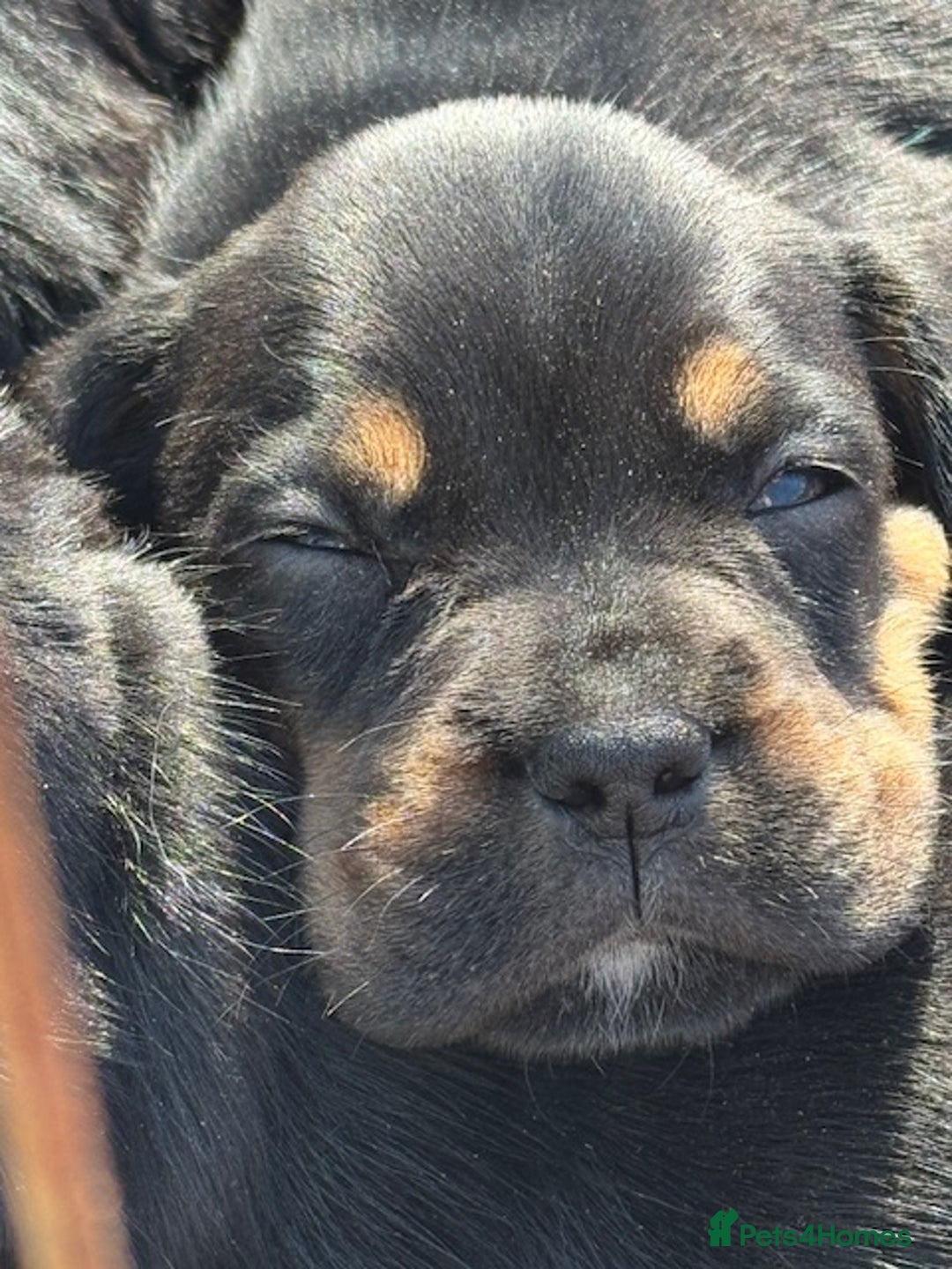 Mixed Breed dogs for sale: French Bulldog x Springer Spaniel pups ready 15Oct - Image 9