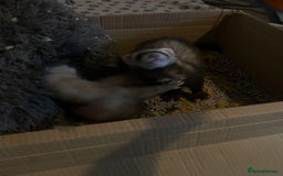 Ferret rodents for sale: 2 male ferret hobs  - Image 7
