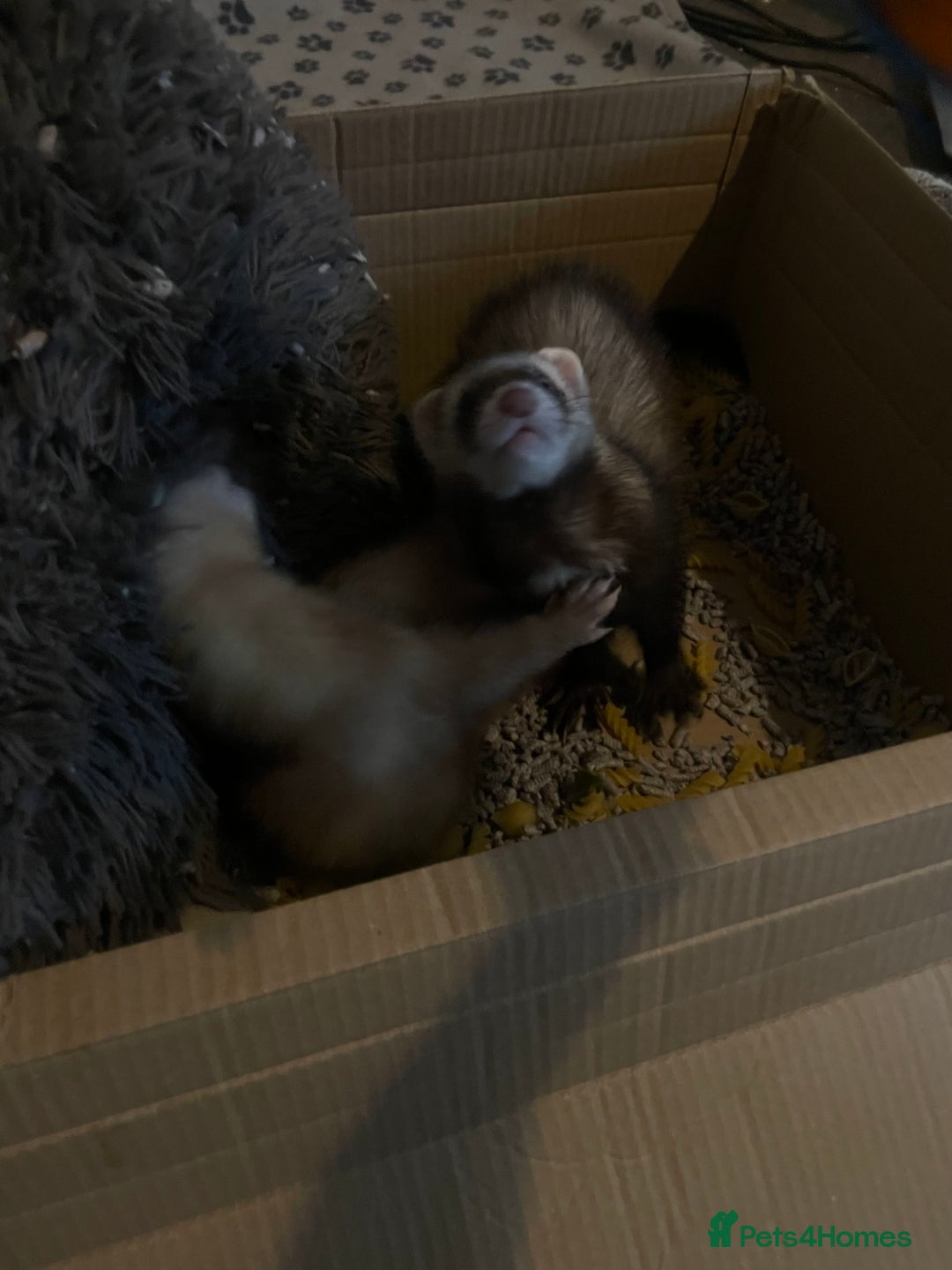 Ferret rodents for sale: 2 male ferret hobs  - Image 7