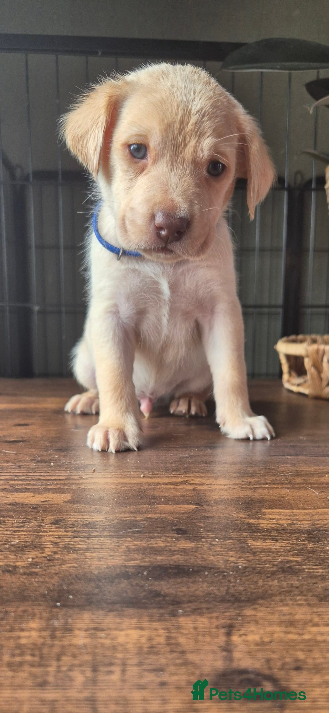 Labrador Retriever dogs for sale: Labrador retriever puppies - Image 5