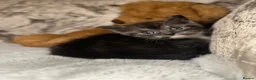 Scottish Fold cats for sale: Scottish fold x British fold kittens  - Advert 12