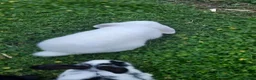 Mixed Breed rabbits for sale: Rabbits/Bunnies for adoption  in London - Advert 5
