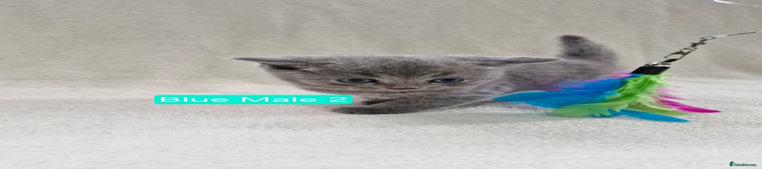 Blue Male 2