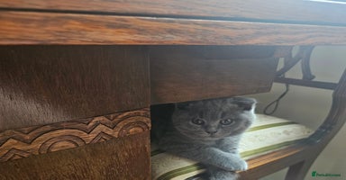 Scottish Fold cats - Advert 4