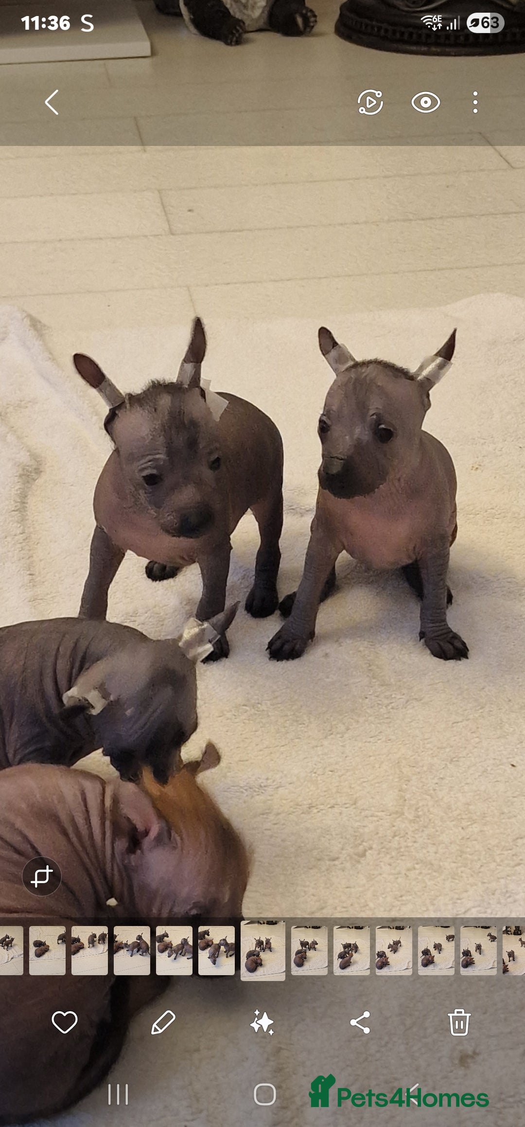 Mexican Hairless dogs for sale: 2 mini girls 2 coated boys - Advert 17