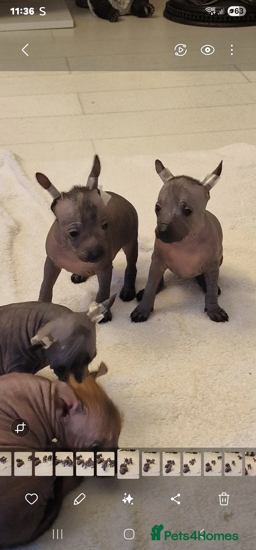 Mexican Hairless dogs for sale: 1 mini girl naked 1400 - Advert 21