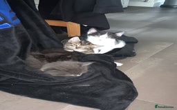 British Longhair cats for sale: Kittens for sale!! in Highbridge - Image 28