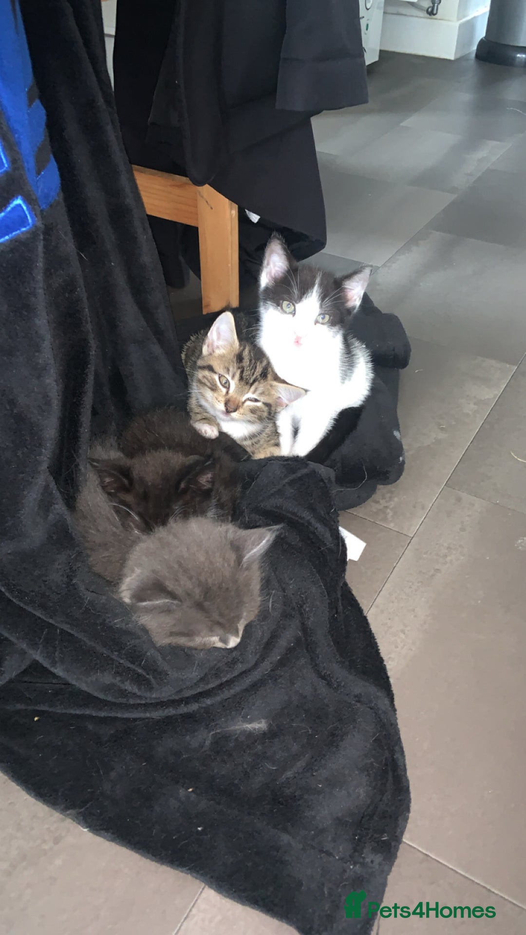 British Longhair cats for sale: Kittens for sale!! in Highbridge - Image 28