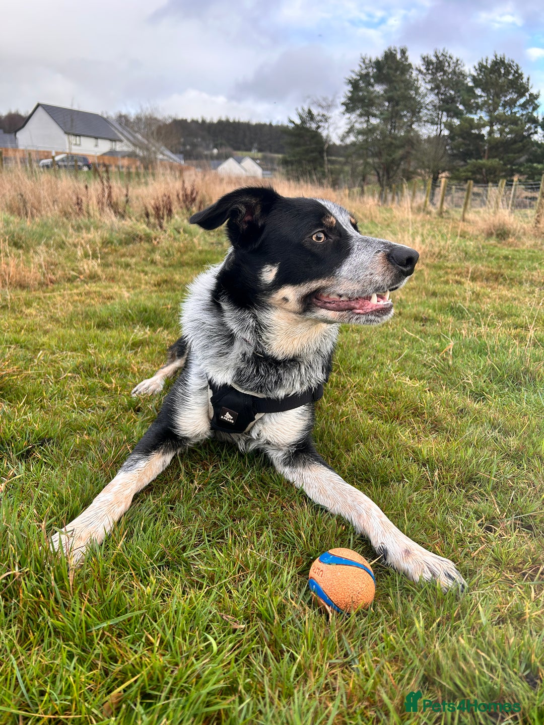 Border Collie dogs for sale: 11 month old border collie  - Advert 11