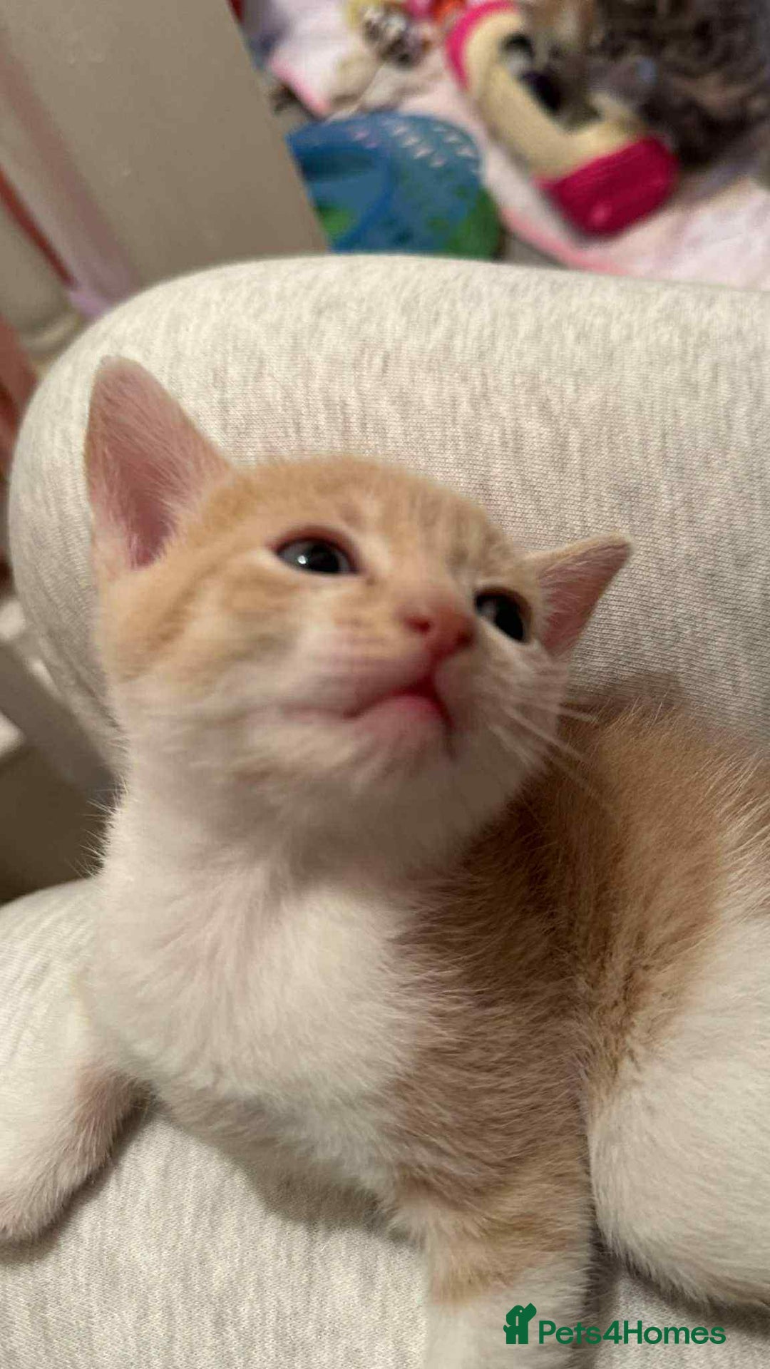 Mixed Breed cats for sale: ** ready to leave now 9 wks , 2 beautiful girls ** - Image 8
