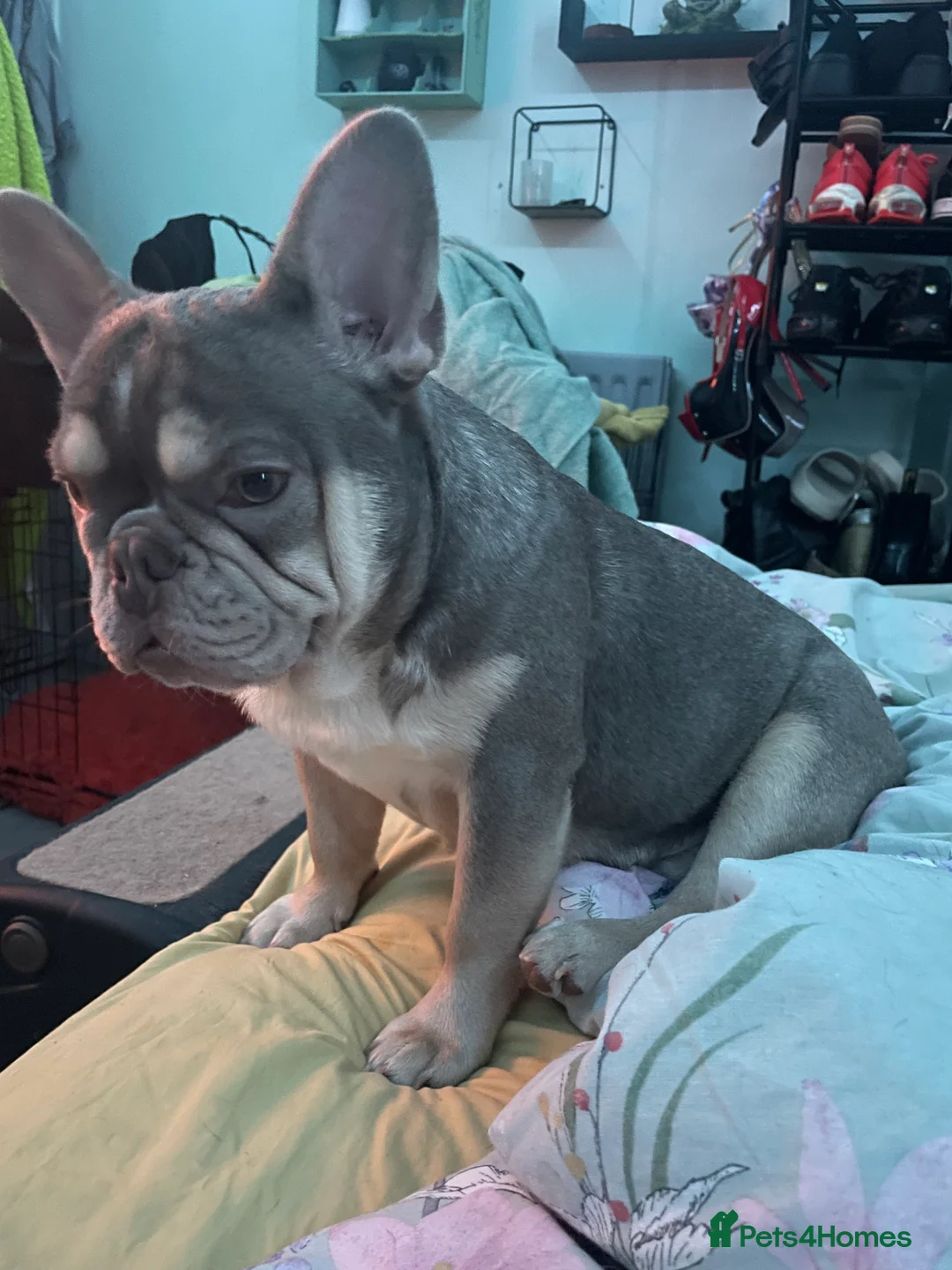 French Bulldog dogs for sale: Lilac/Tan & Panda Husky Male french bulldog - Advert 4