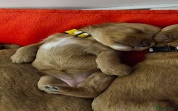 Cavapoo dogs for sale: Toy Cavapoo Puppies - Image 4