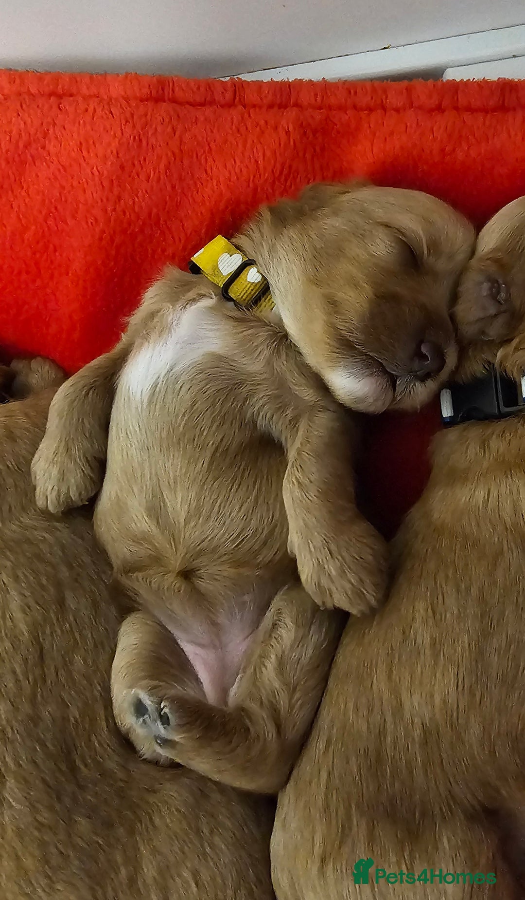 Cavapoo dogs for sale: Toy Cavapoo Puppies - Image 4