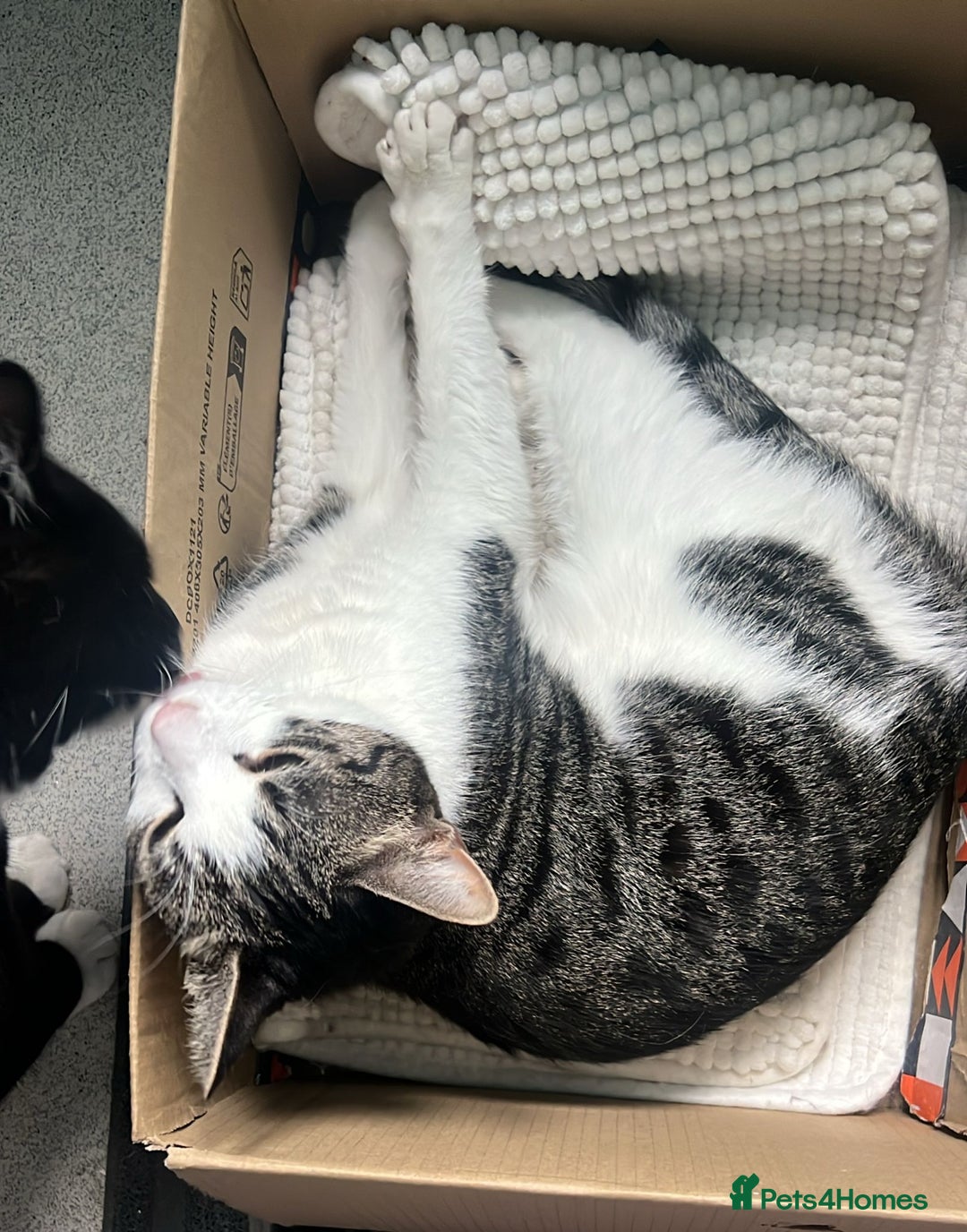 Mixed Breed cats for adoption: Princess needs her first real home - Advert 2