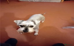 Miniature Schnauzer dogs for sale: Miniature Schnauzers females - Image 4