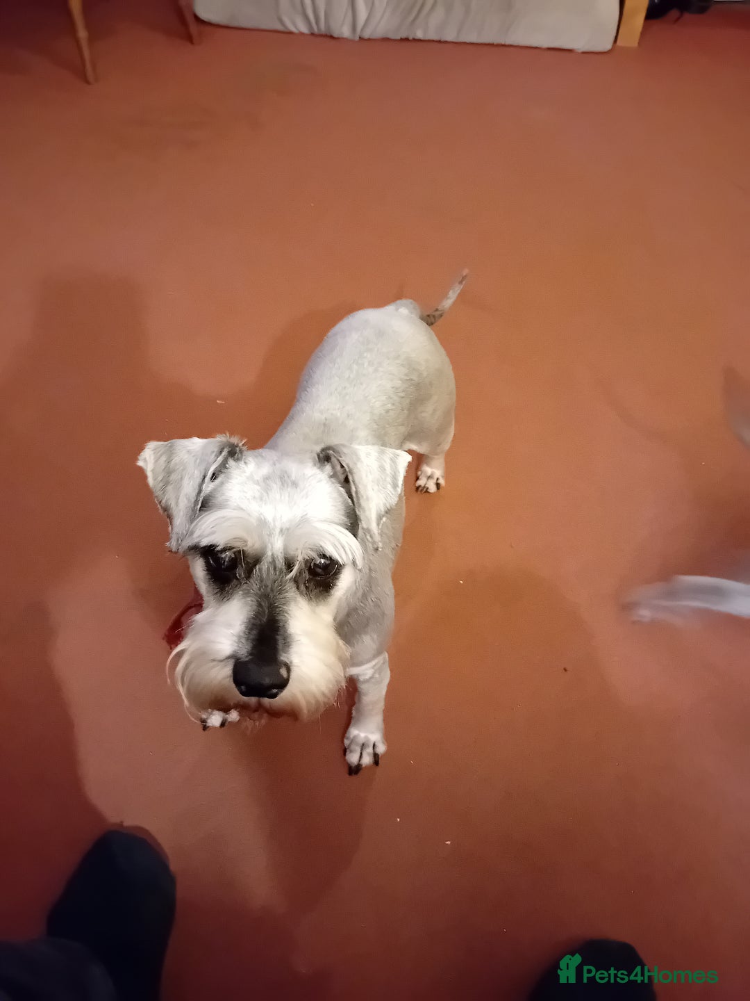 Miniature Schnauzer dogs for sale: Miniature Schnauzers females - Image 4