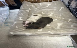 Miniature Dachshund dogs for sale: Miniture dachshund pups  - Advert 13